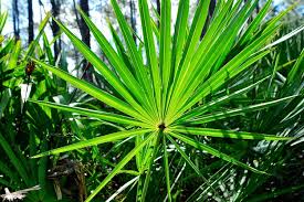 Best Prostate Herbal Supplements Best Prostate Herbal Supplements