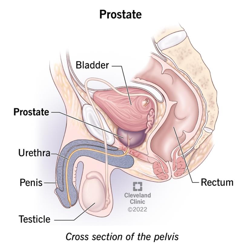 Long-term natural support for prostate & bladder Long-term natural support for prostate & bladder